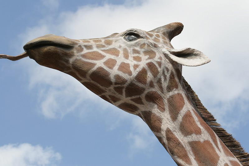 Fotoclubje Blijdorp 2008-159.jpg